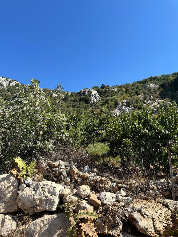 gean-mersin-toroslar-lotus53