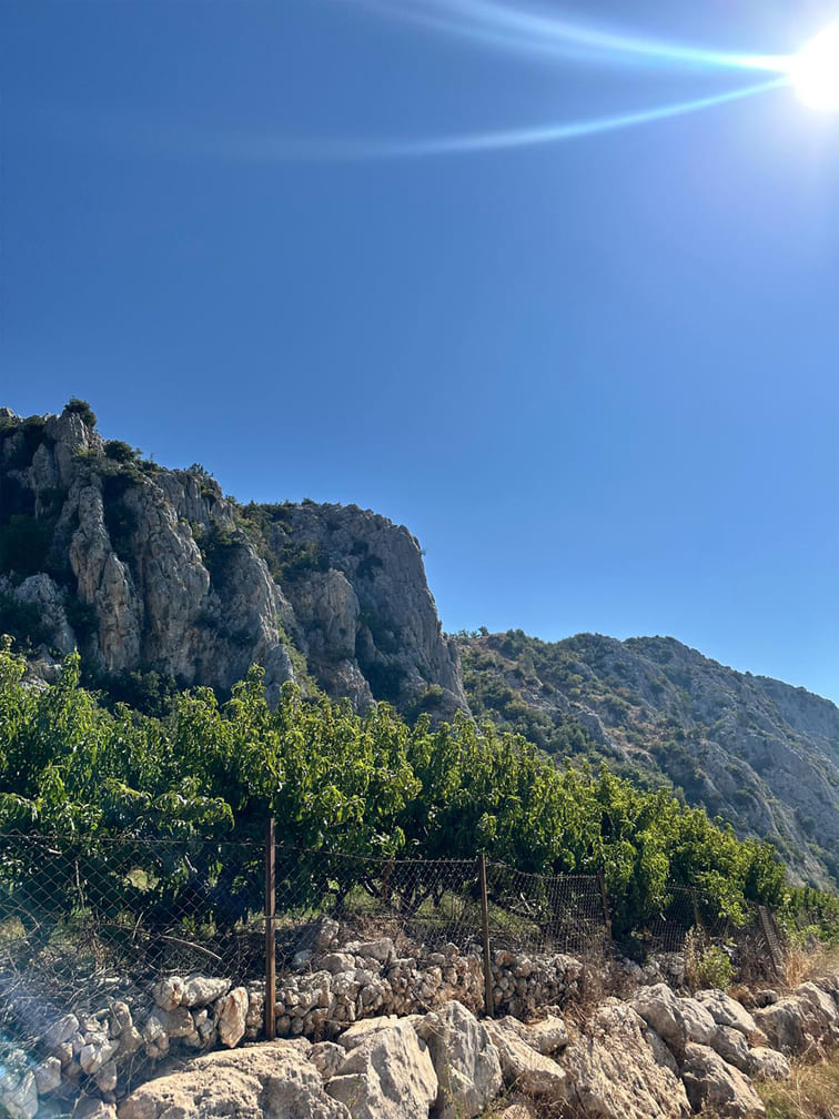 gean-mersin-toroslar-lotus55